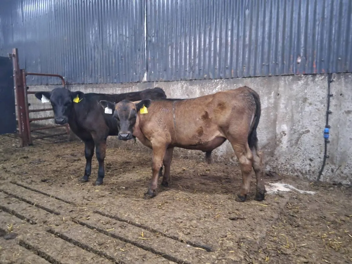 Angus Bull Runners - Image 1