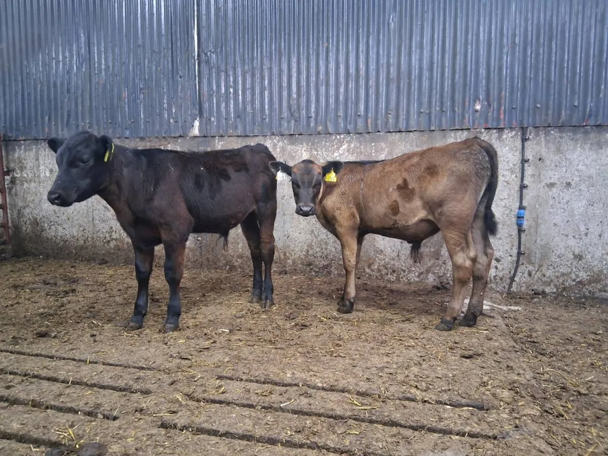 Angus Bull Runners - Image 3