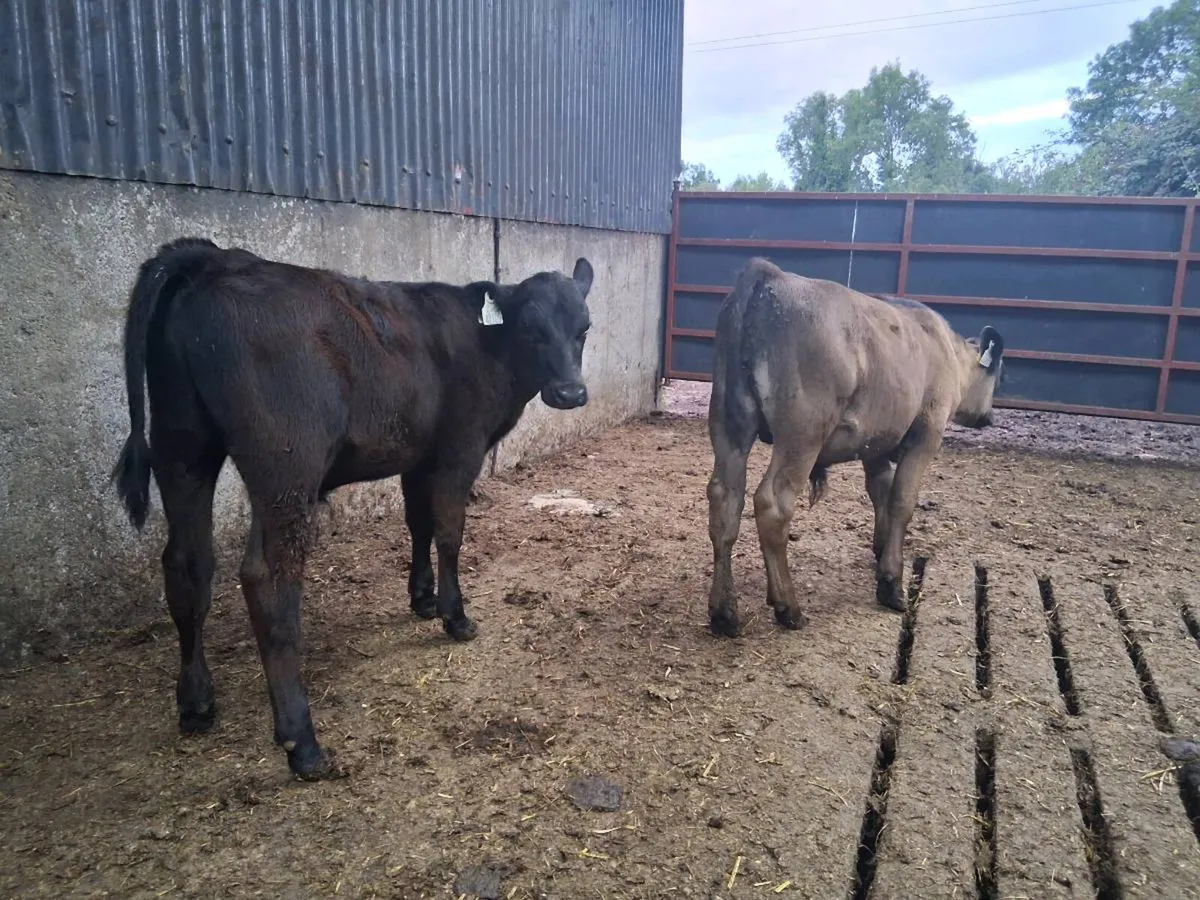 Angus Bull Runners - Image 4