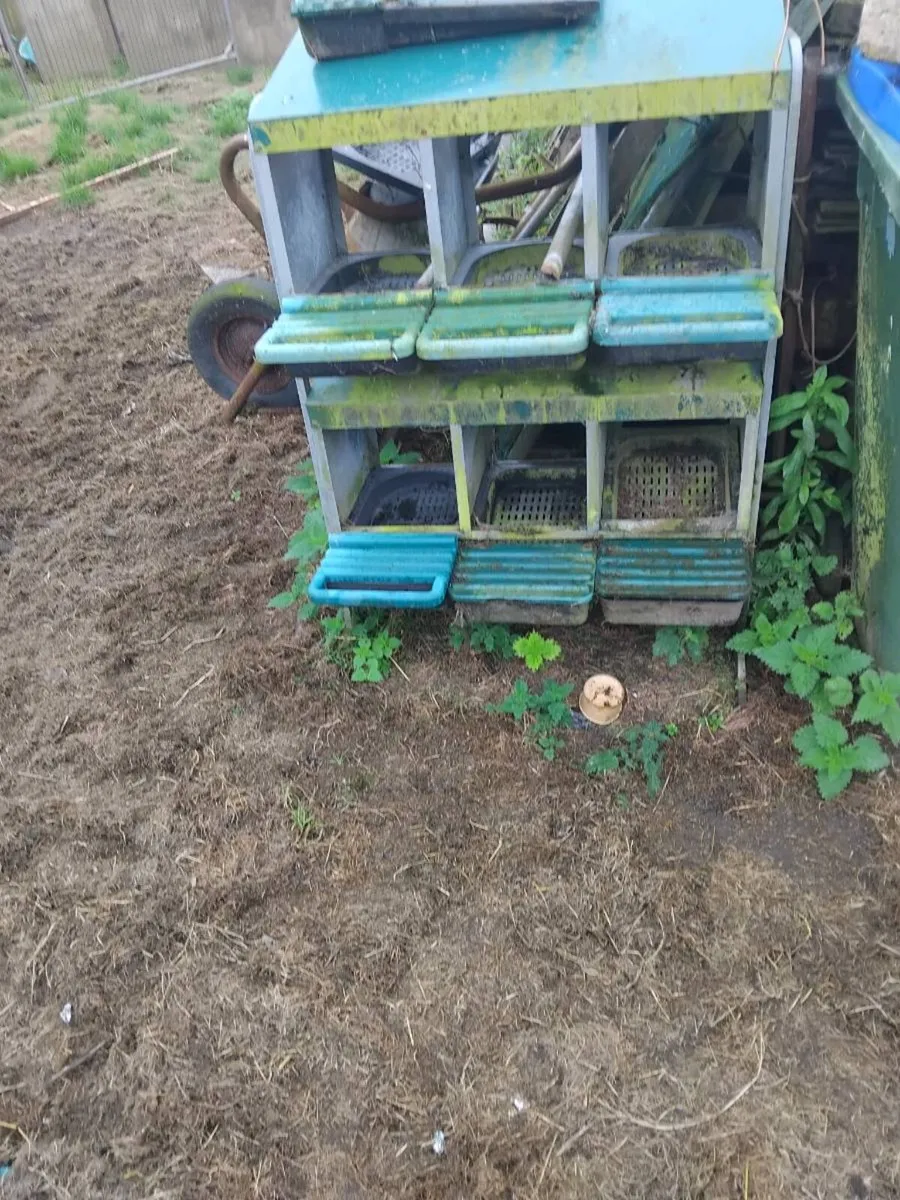 Nest boxes and hens - Image 1