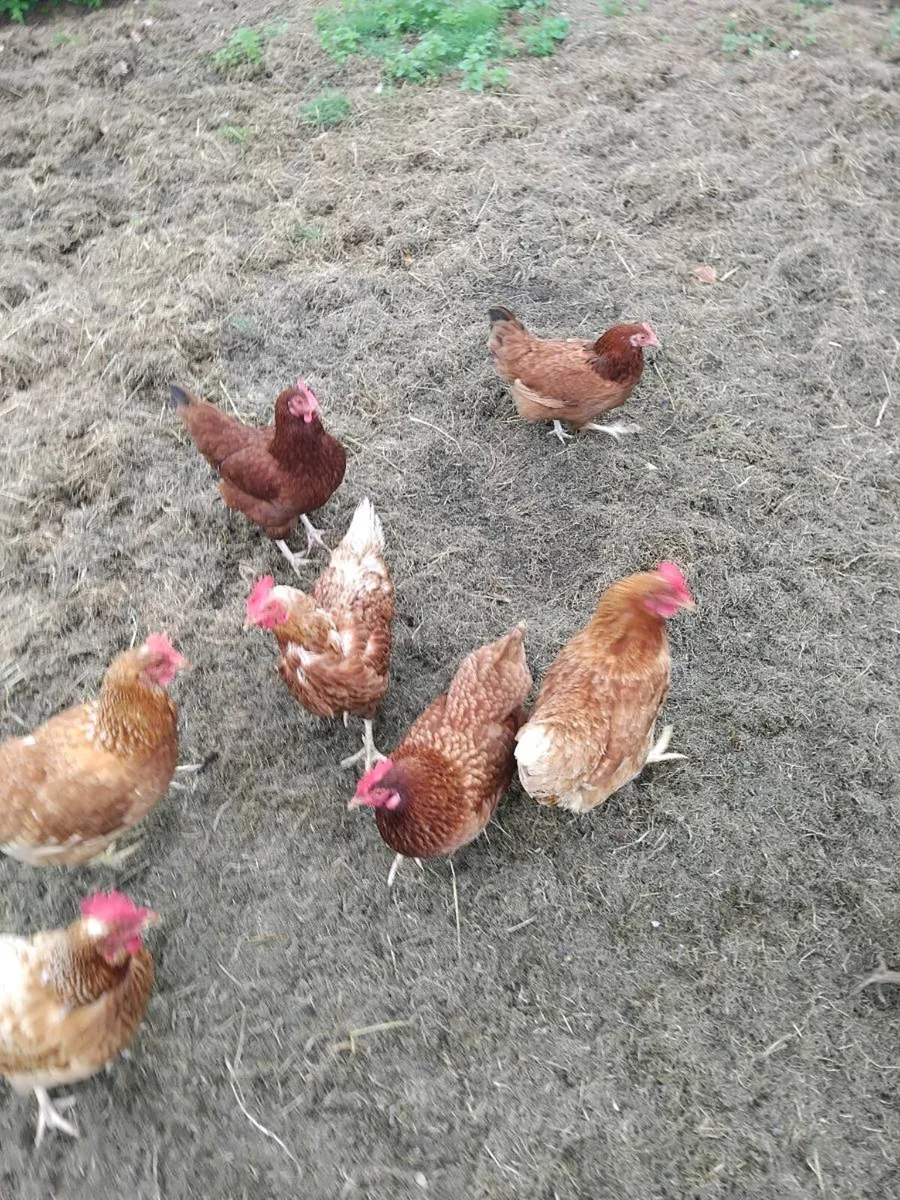 Nest boxes and hens - Image 2