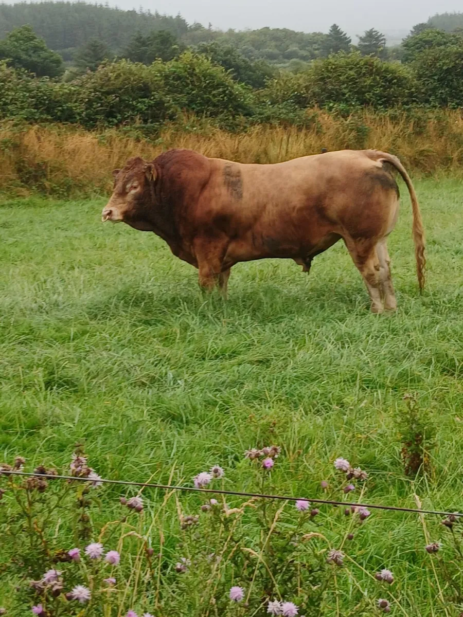 Pure breed Limousin bull - Image 4