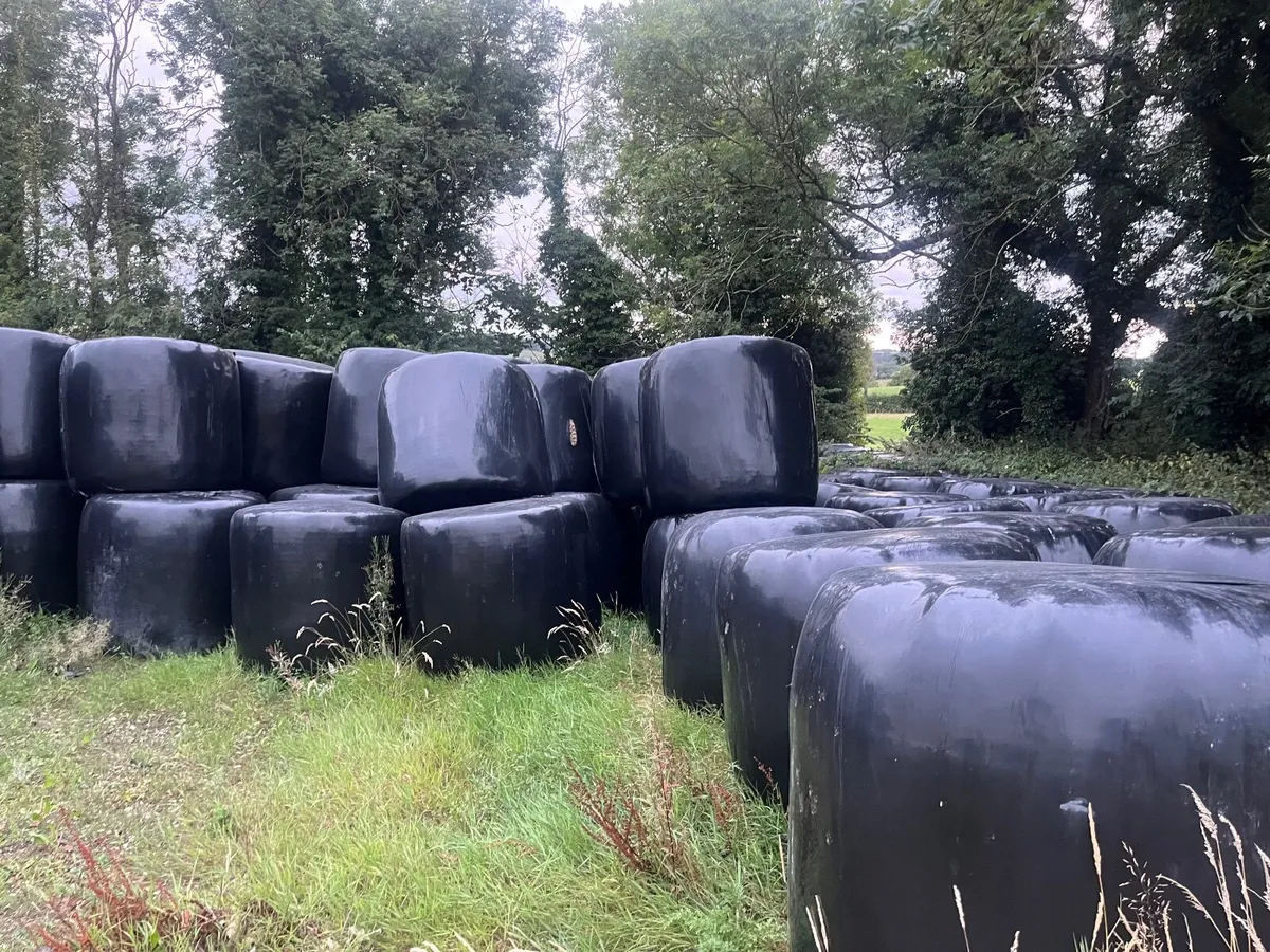 Silage - Image 3