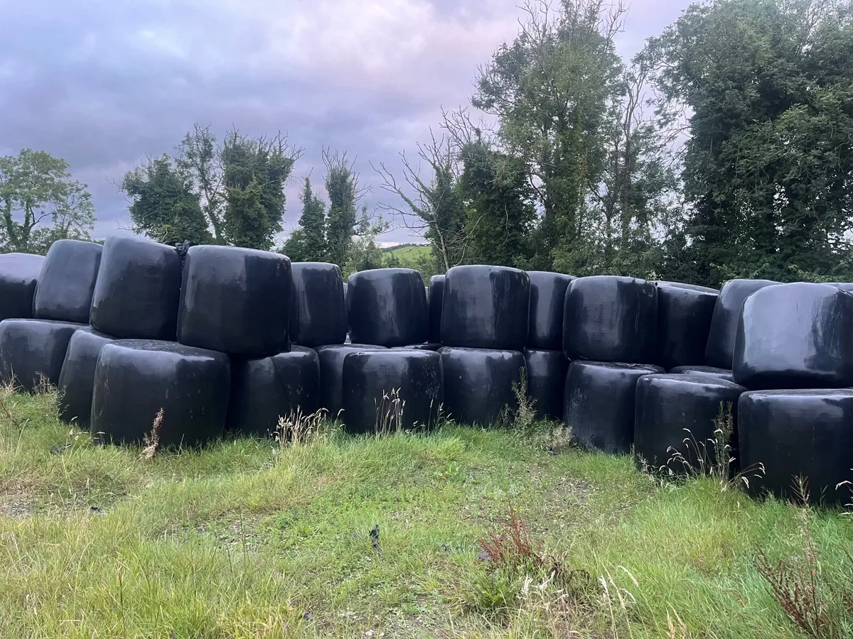 Silage - Image 2
