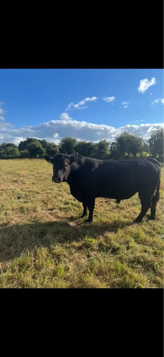 Stock Bull - Image 1