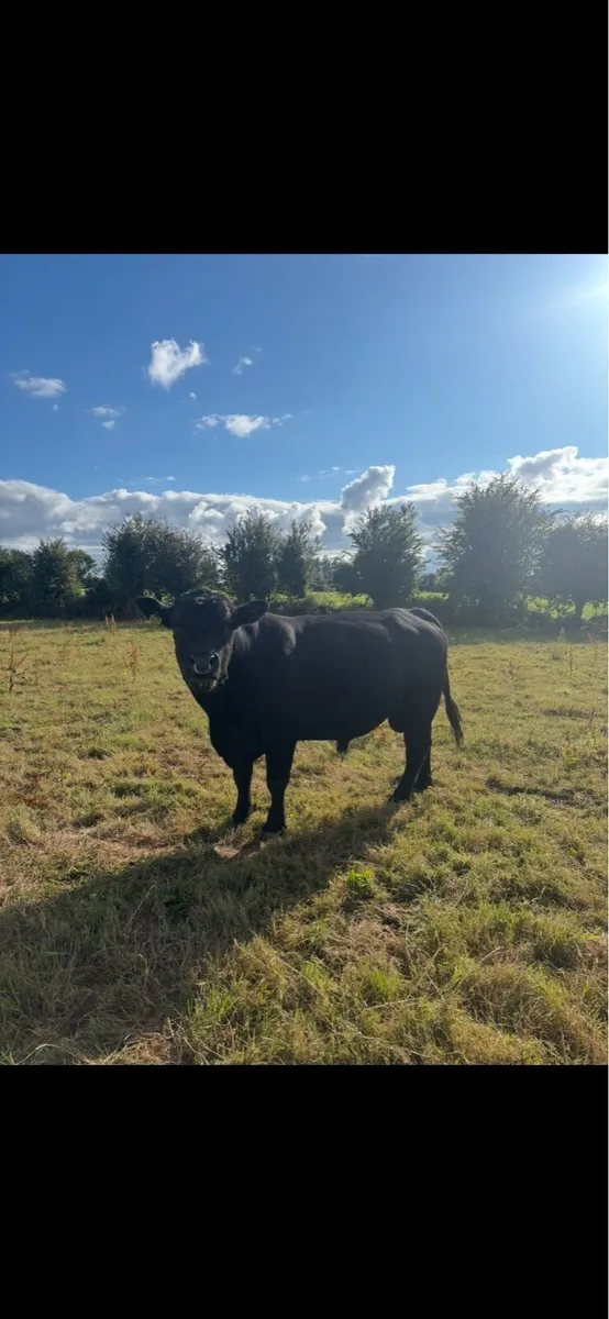 Stock Bull - Image 2