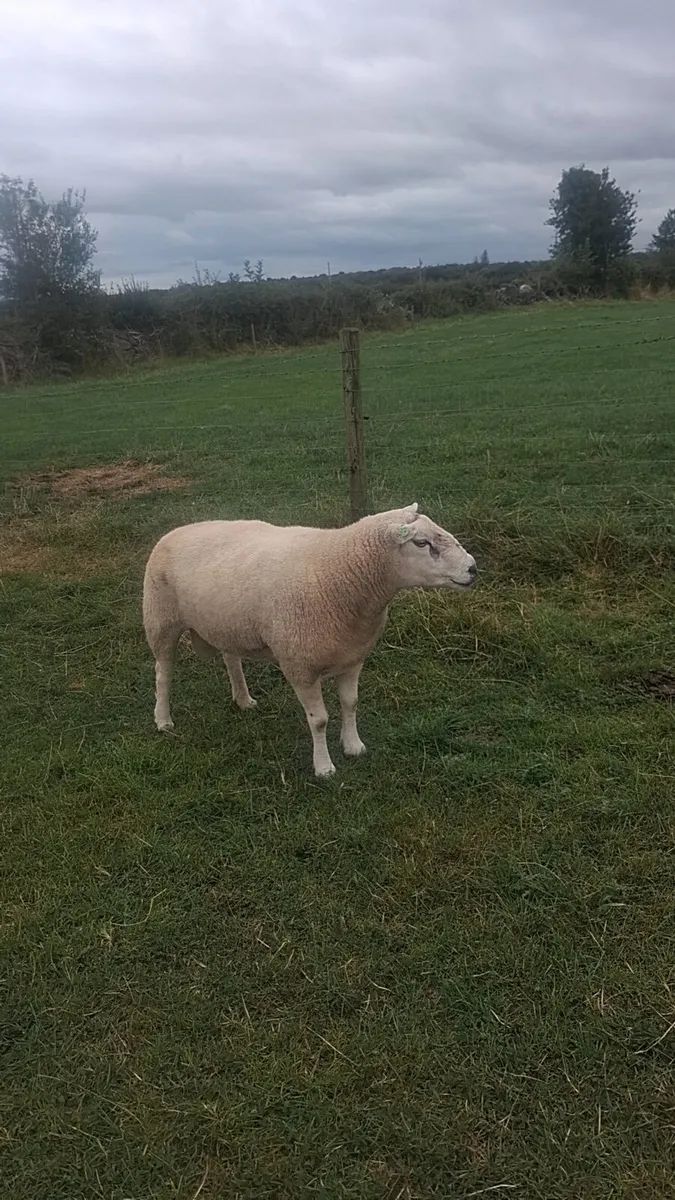 Pedigree Belclare Ram - Image 3