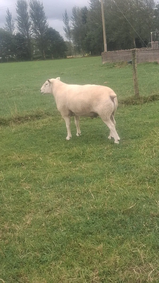 Pedigree Belclare Ram - Image 1
