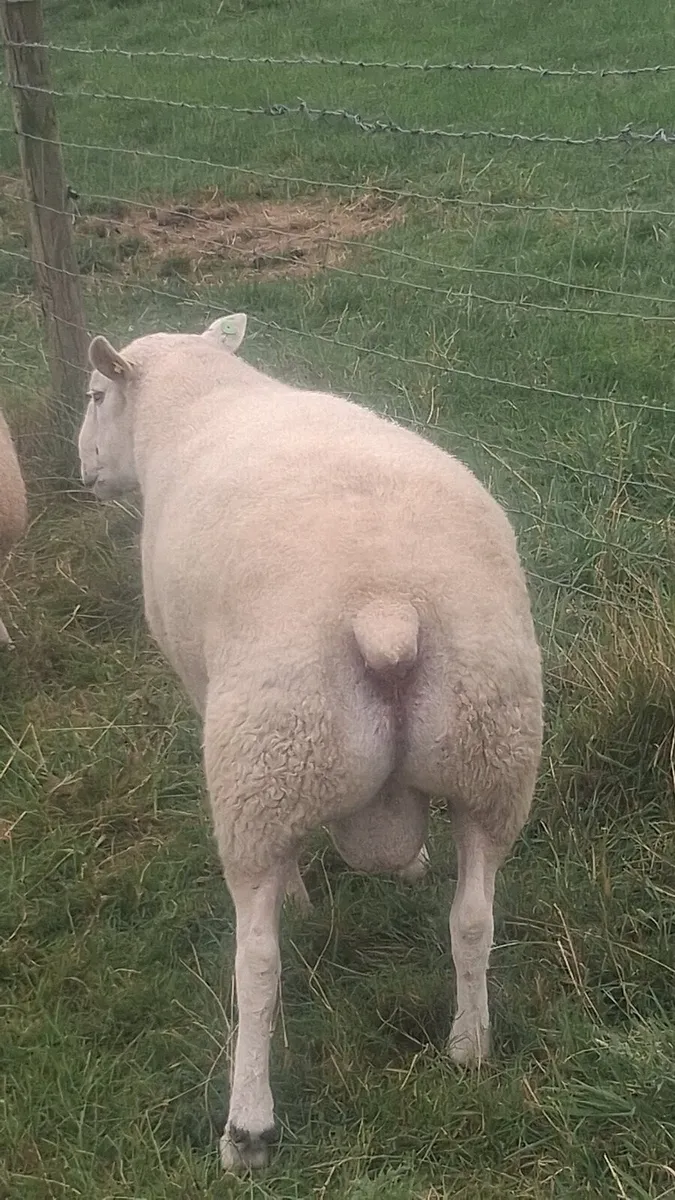 Pedigree Belclare Ram - Image 2