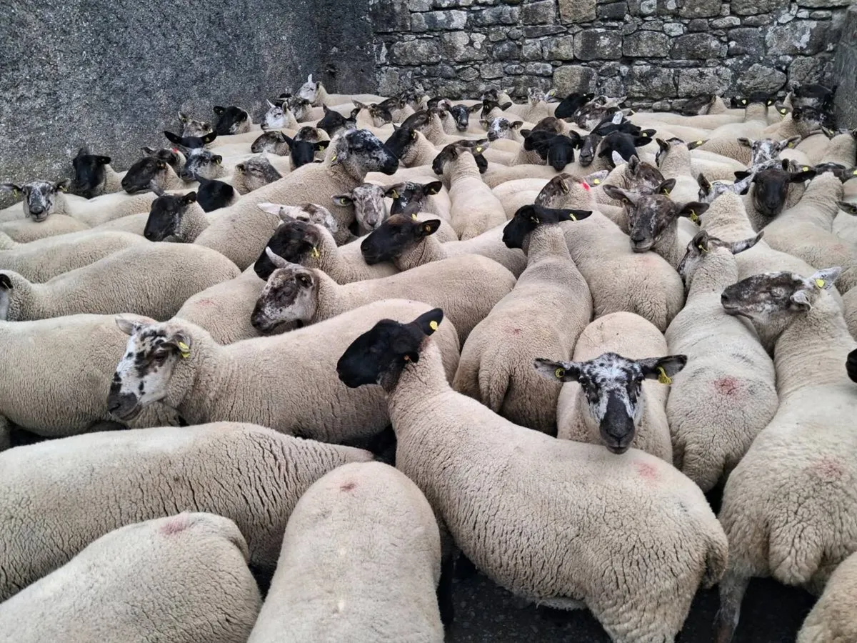 🌟BORRIS MART THIS SATURDAY 8TH AUGUST 🌟 - Image 2