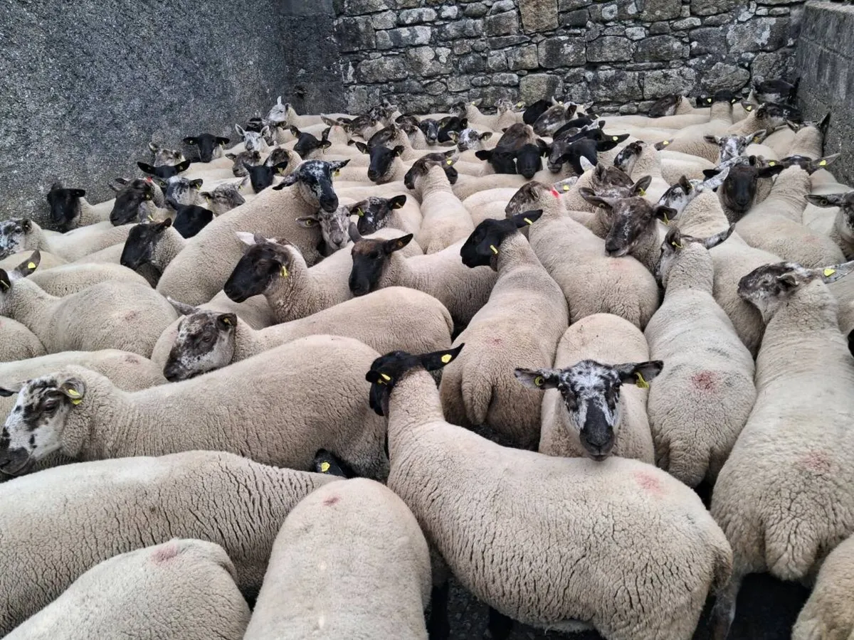 🌟BORRIS MART THIS SATURDAY 8TH AUGUST 🌟 - Image 3