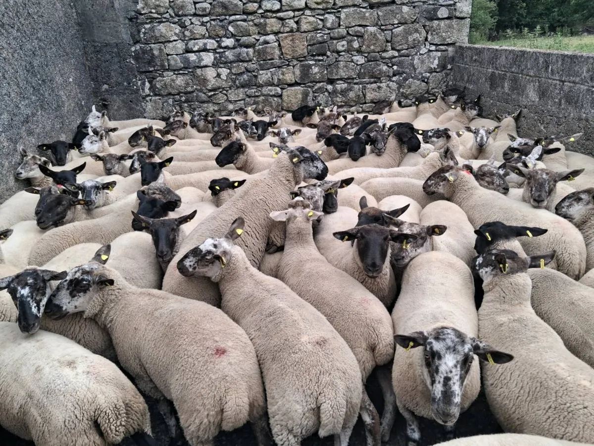 🌟BORRIS MART THIS SATURDAY 8TH AUGUST 🌟 - Image 4