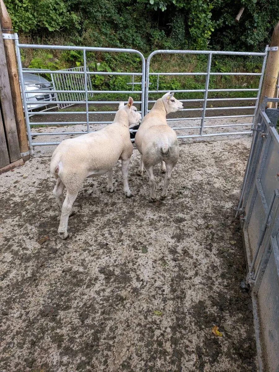 PBNR TEXEL HOGS - Image 1