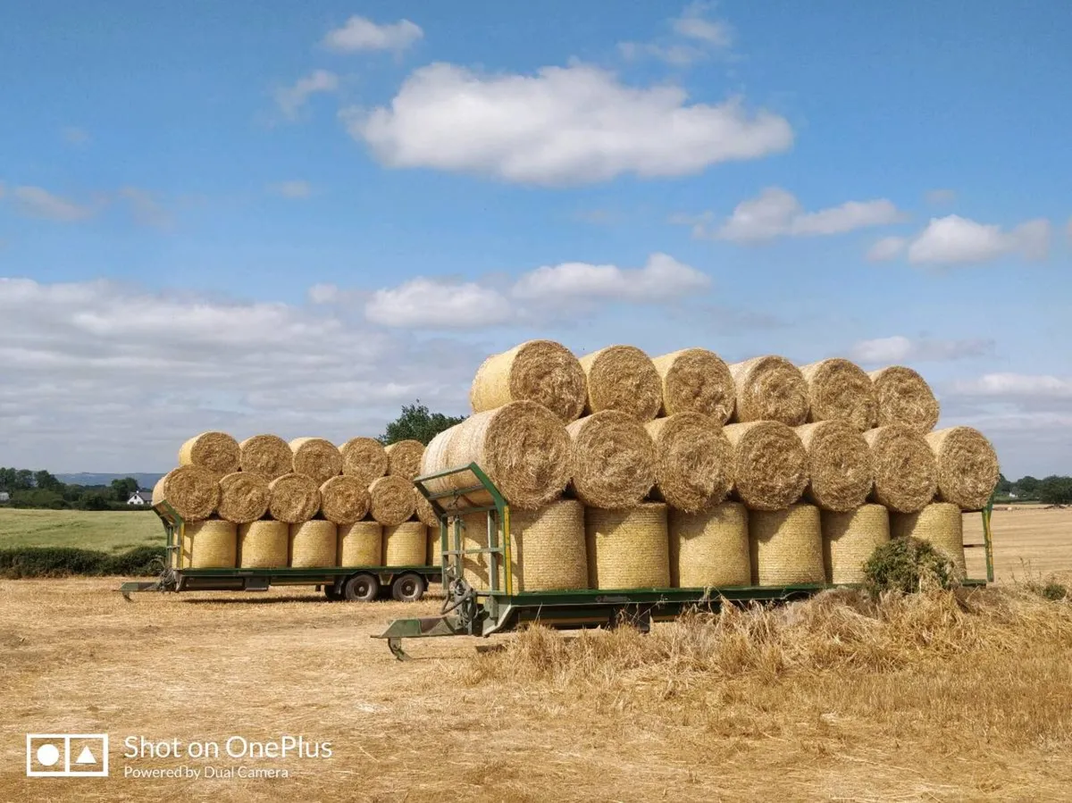 Straw for sale.