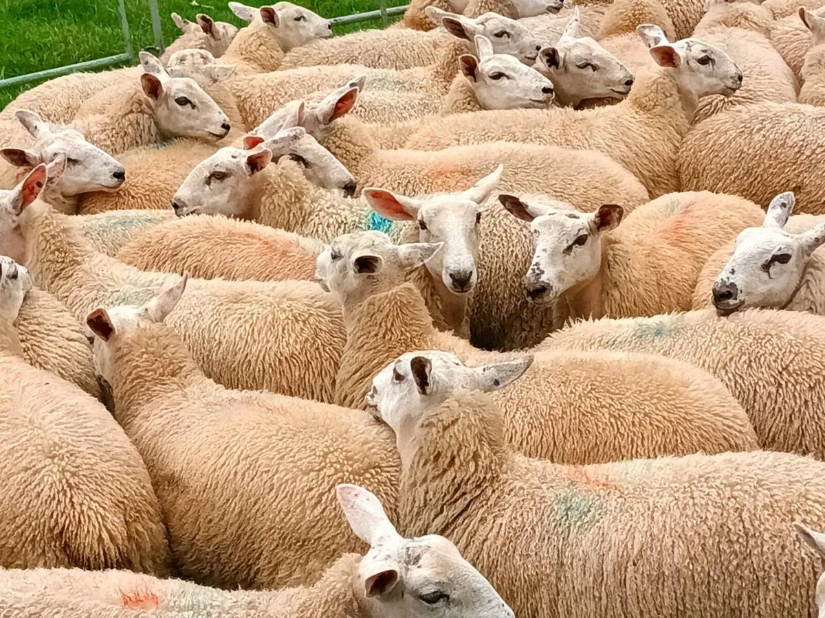 🐑Aberfield Ewelambs Carnaross mart🐑 - Image 2