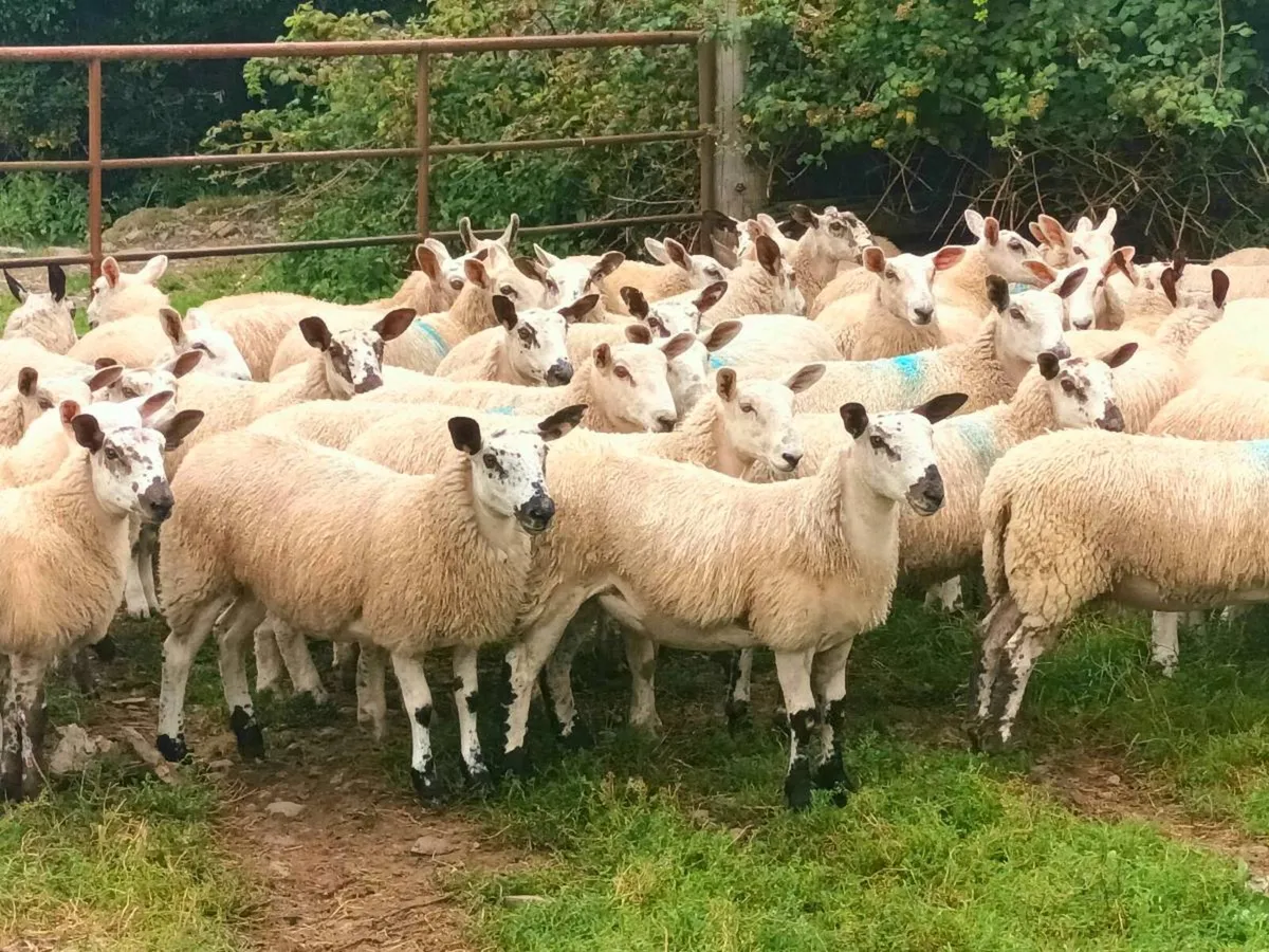 🐑Aberfield Ewelambs Carnaross mart🐑 - Image 3