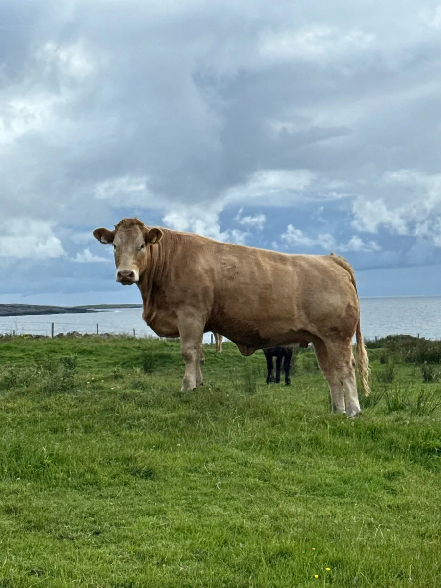 Incalf Heifers - Balla Mart Saturday 8th - Image 2