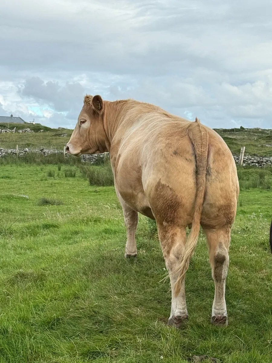 Incalf Heifers - Balla Mart Saturday 8th - Image 3