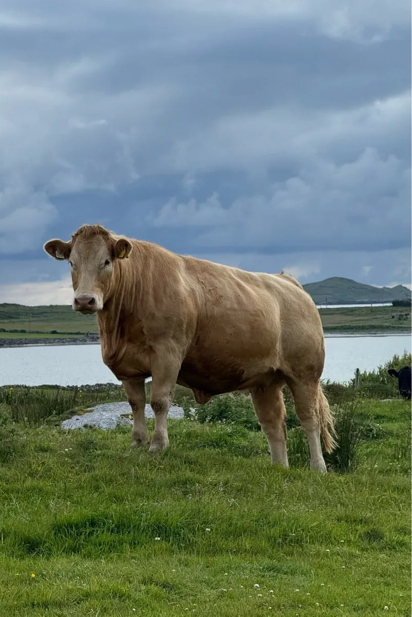 Incalf Heifers - Balla Mart Saturday 8th - Image 1