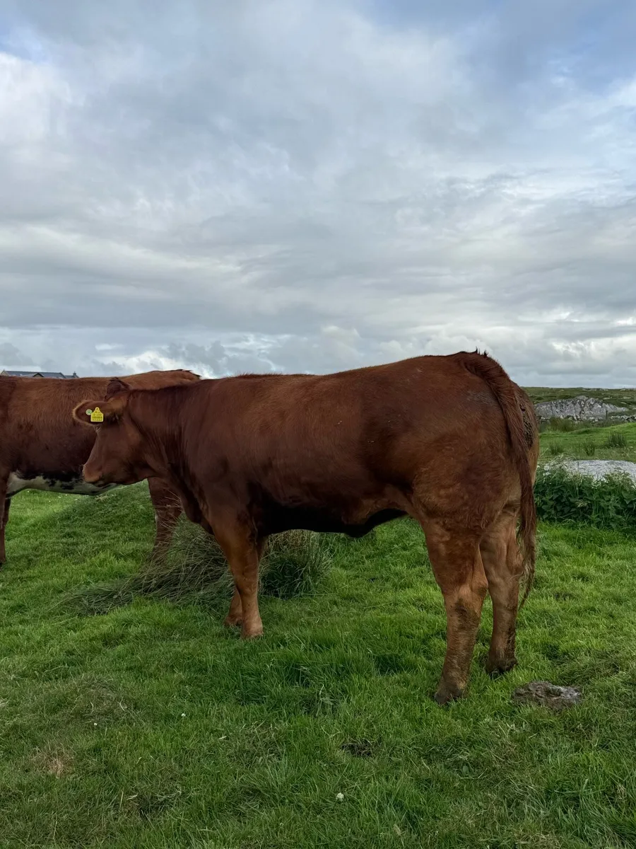 Incalf Heifers - Balla Mart Saturday 8th - Image 4