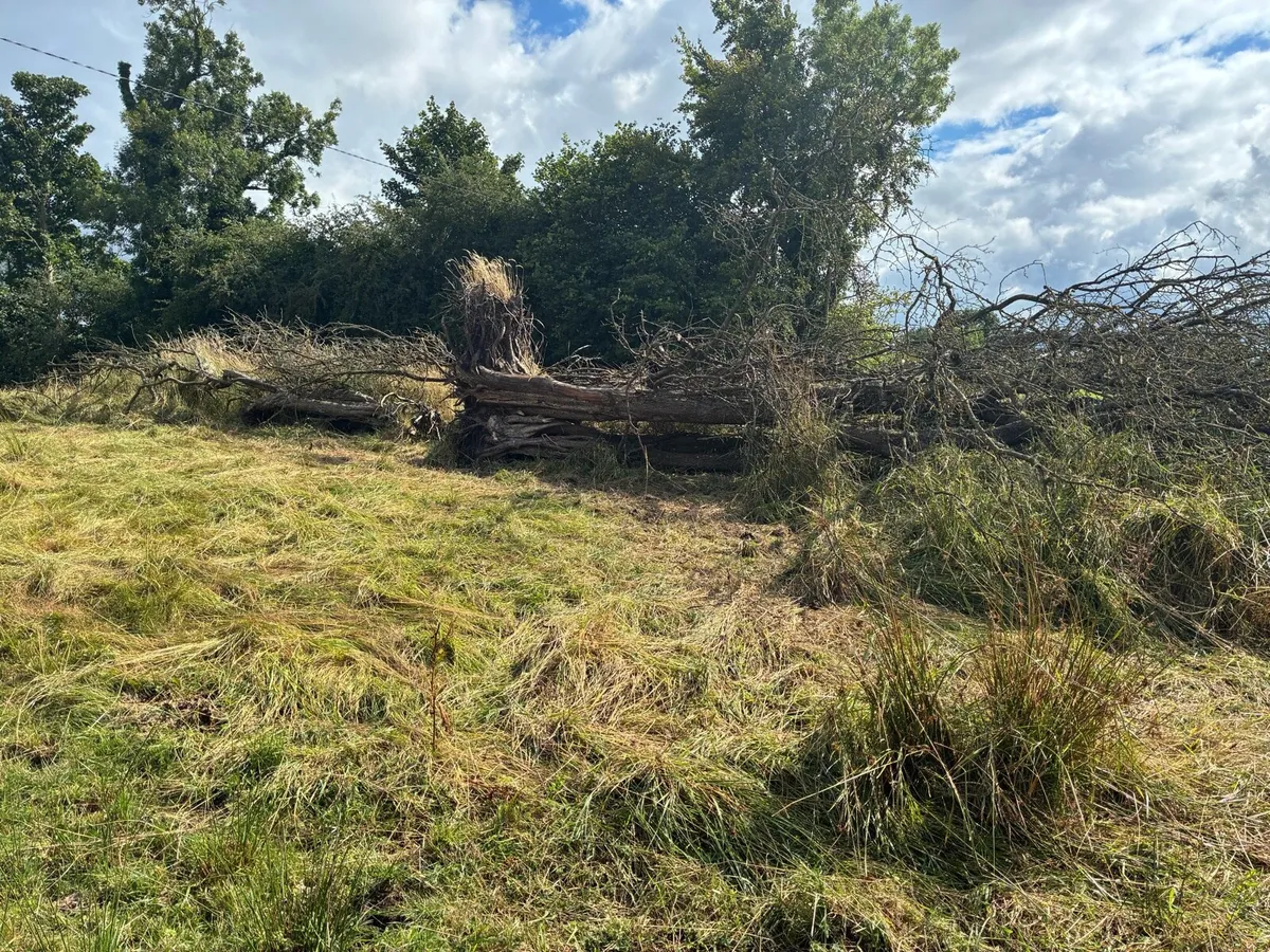 Timber - Image 2