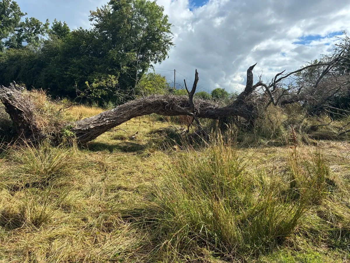 Timber - Image 3