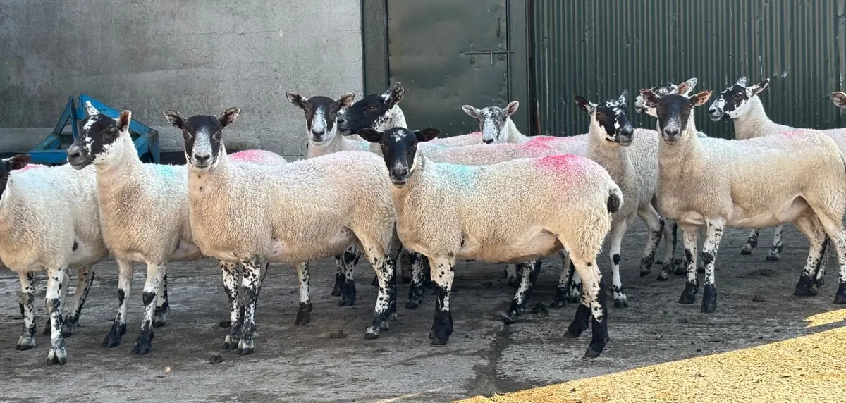 Mule Hoggets - Image 1
