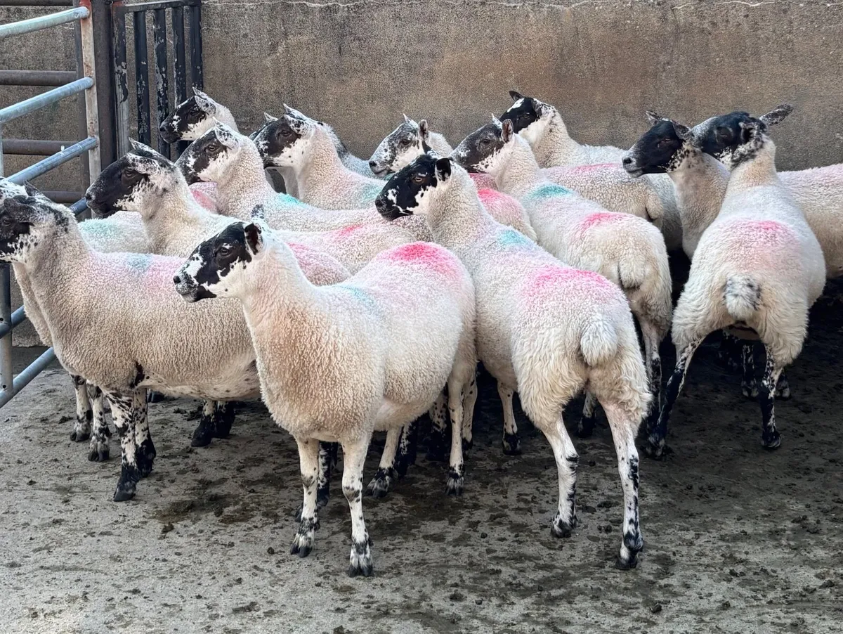 Mule Hoggets - Image 3