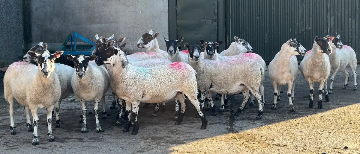Mule Hoggets - Image 2