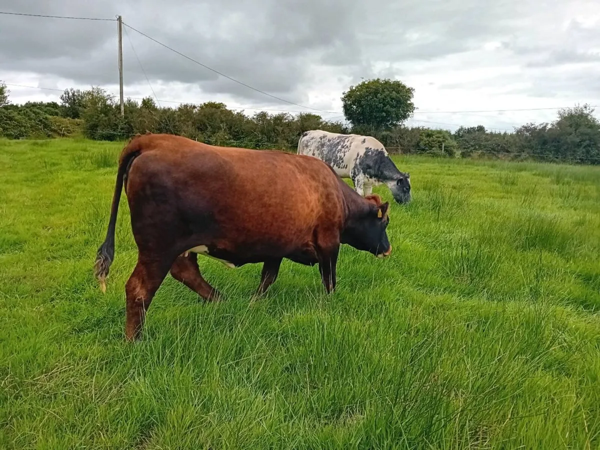 Top quality suckler incalf heifers for sale - Image 2
