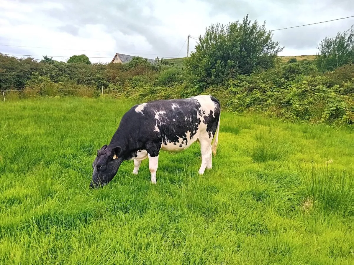 Top quality suckler incalf heifers for sale - Image 3