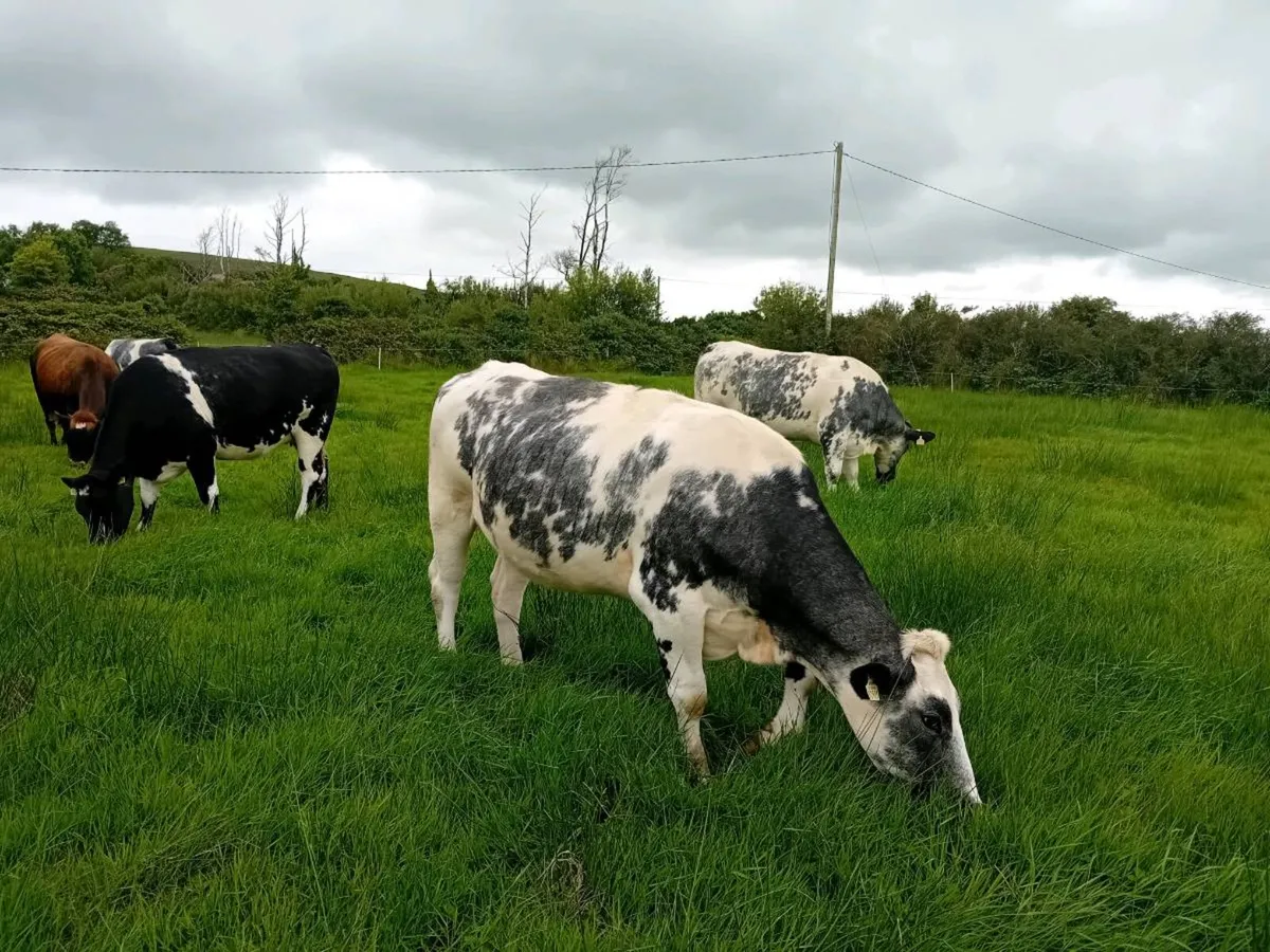 Top quality suckler incalf heifers for sale - Image 4
