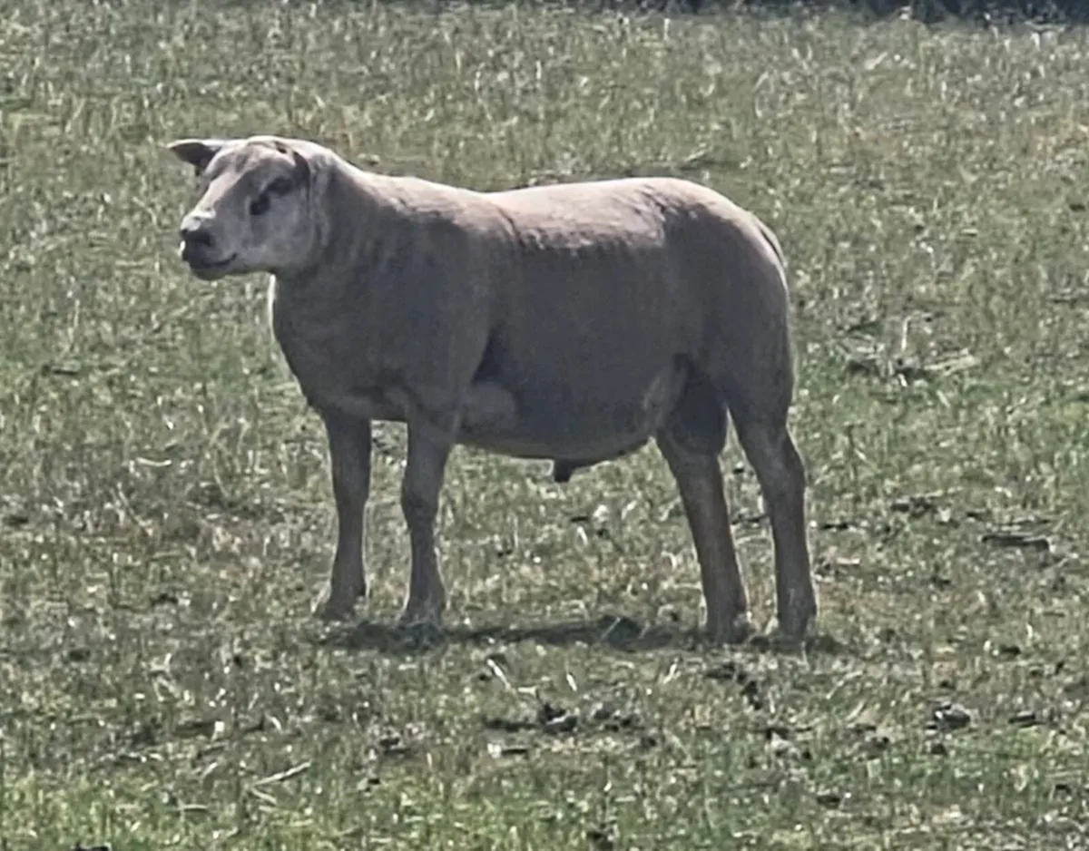 PB Texel Hogget rams and Charl/Tex hogget rams - Image 2