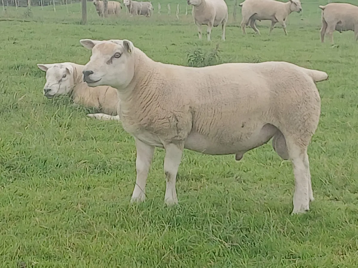 PB Texel Hogget rams and Charl/Tex hogget rams - Image 3
