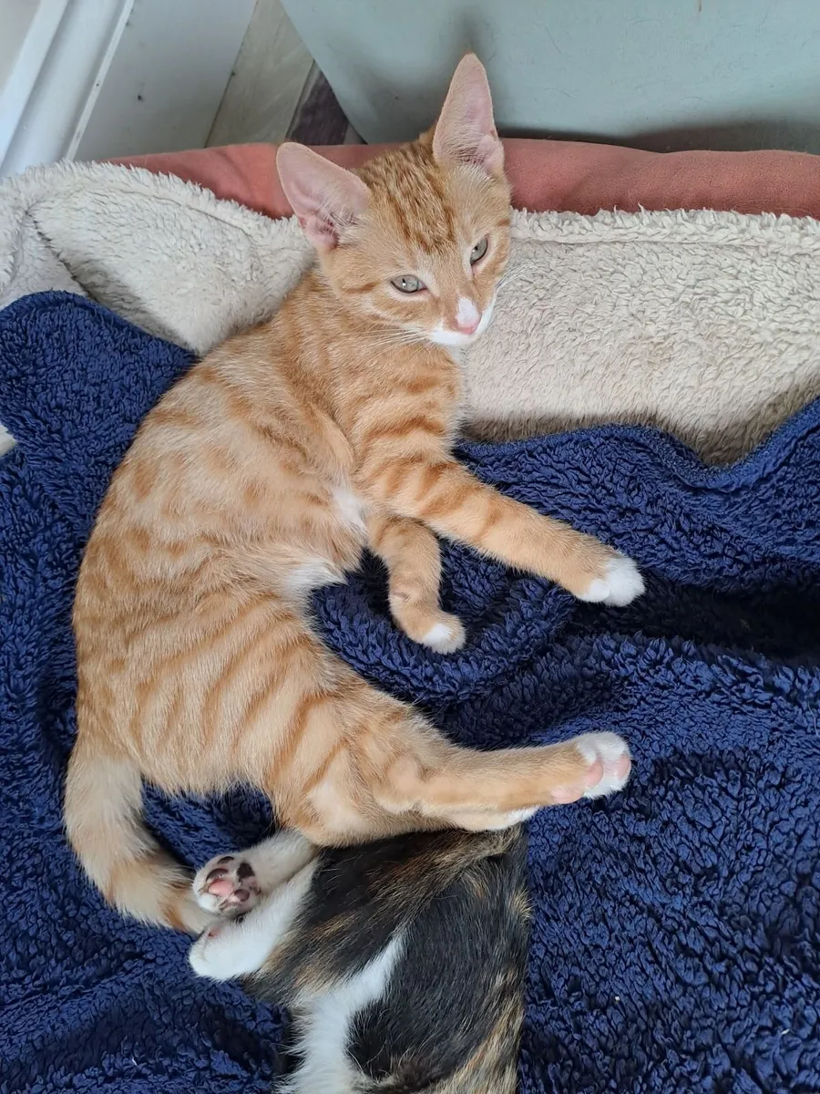 Kittens - Image 1