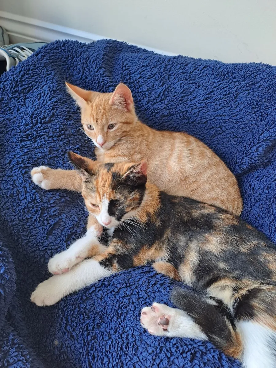 Kittens - Image 2