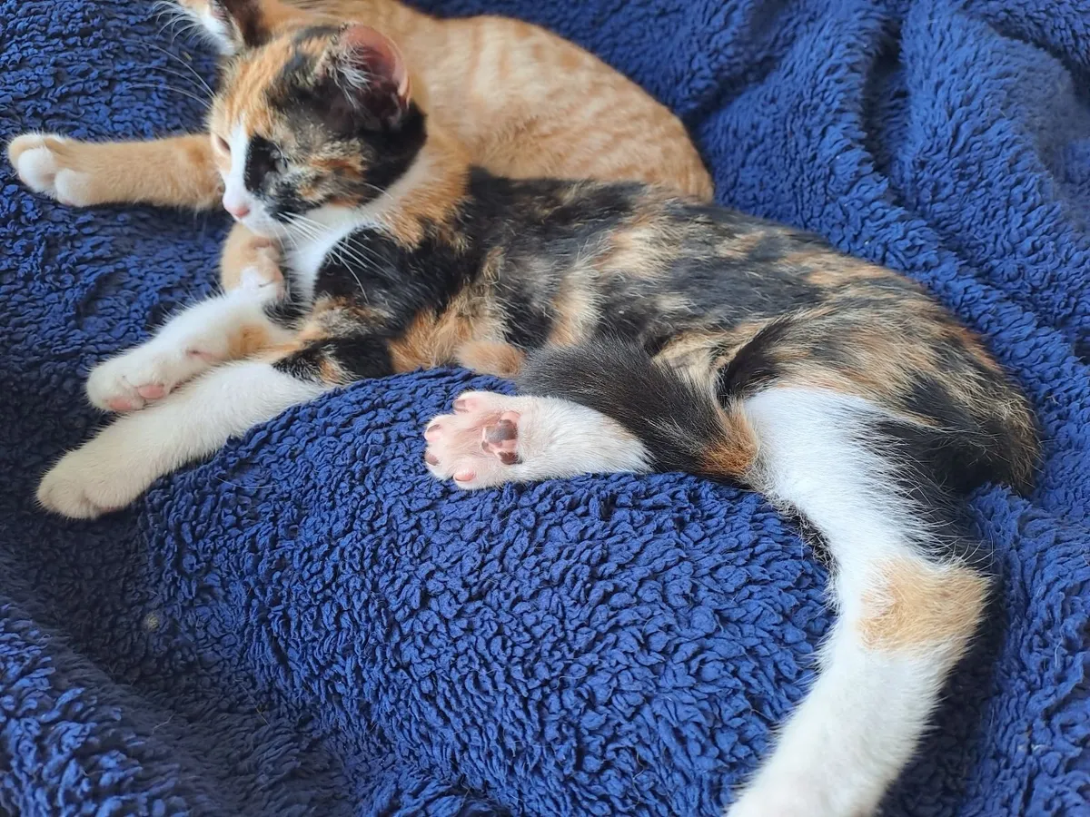 Kittens - Image 3