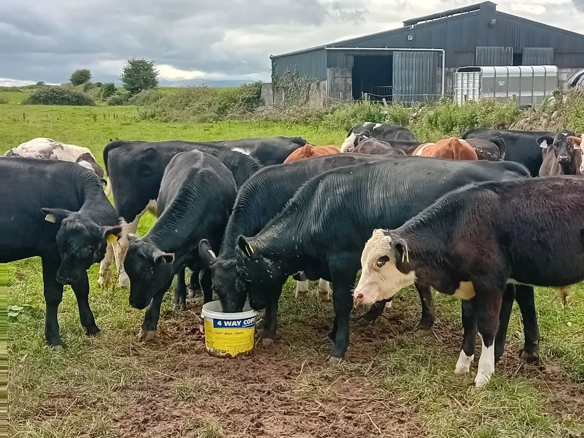 Livestock - Image 1