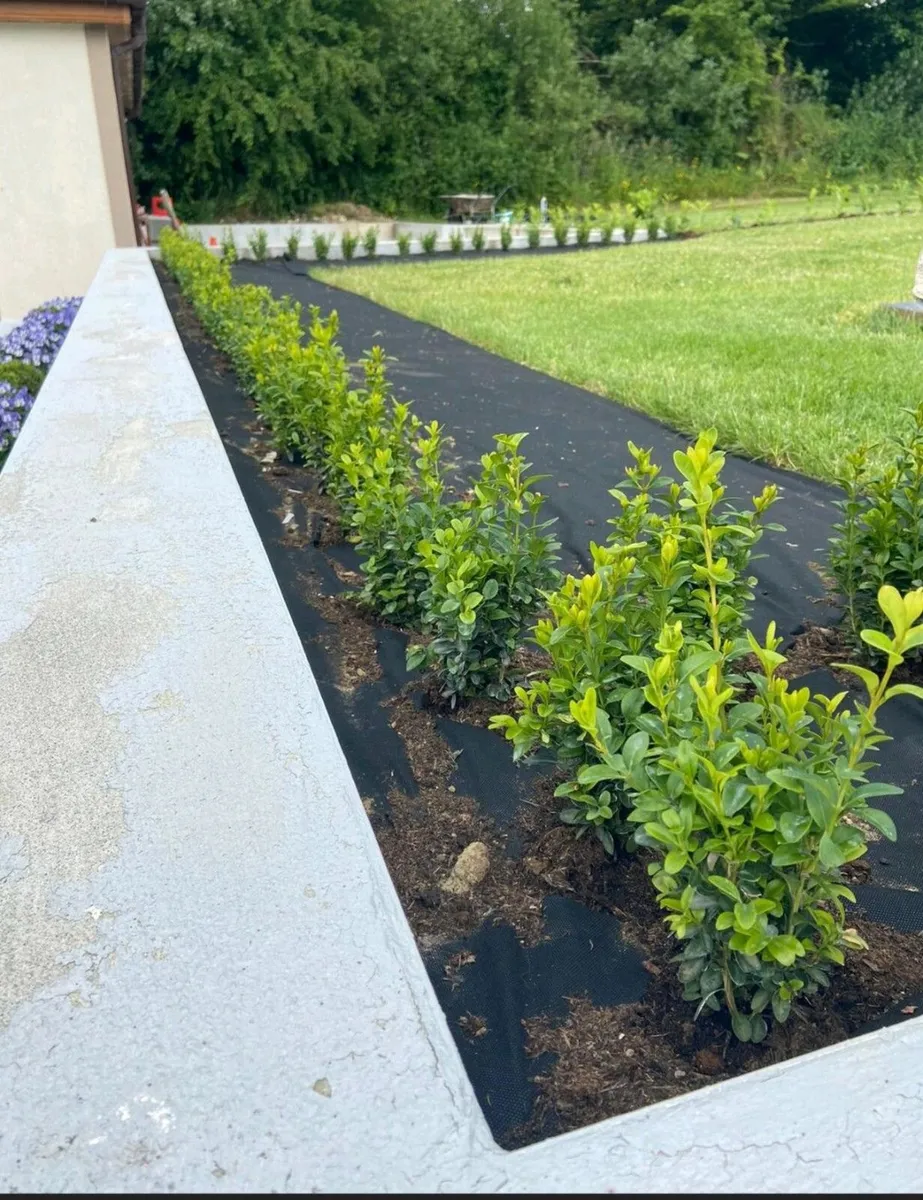 Box Hedging - Image 2