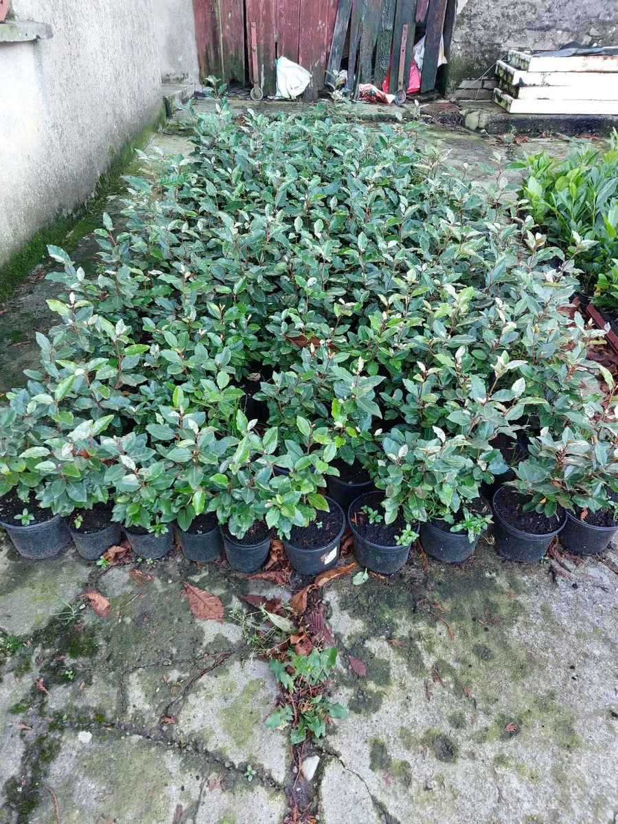 Elaeagnus Ebbengei Coastal Hedging - Image 2