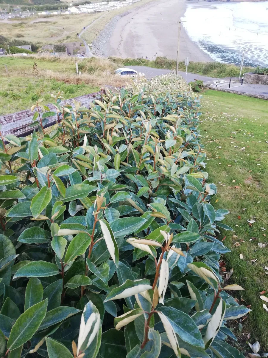 Elaeagnus Ebbengei Coastal Hedging - Image 1