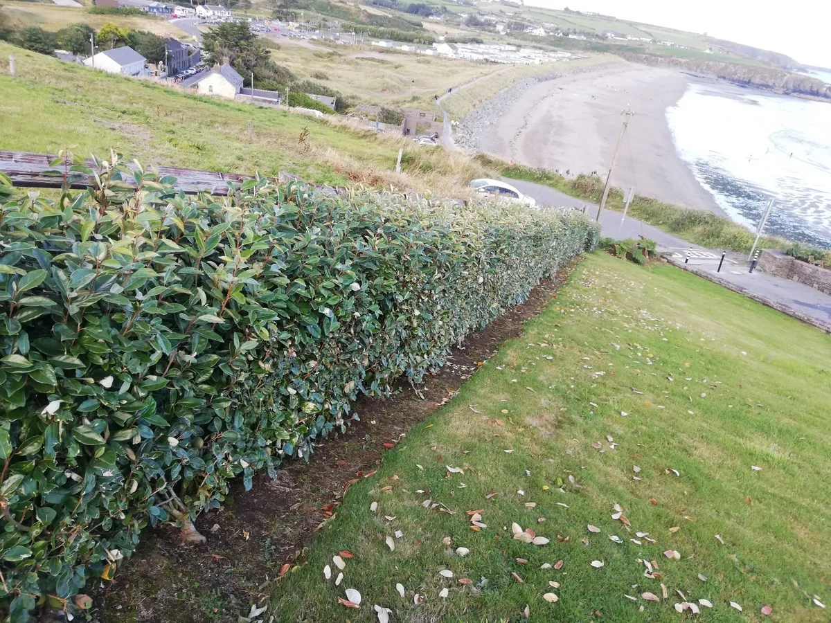 Elaeagnus Ebbengei Coastal Hedging - Image 3