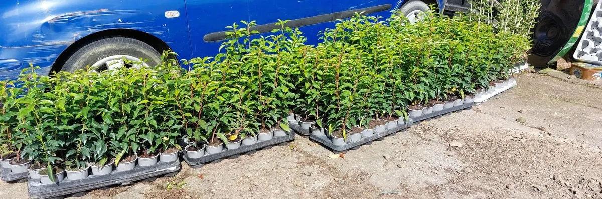 Portuguese Laurel - Image 2