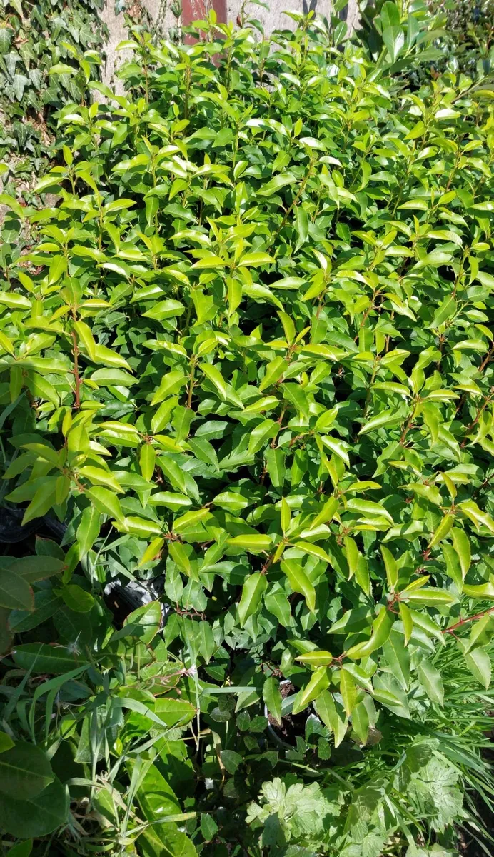 Portuguese Laurel - Image 3
