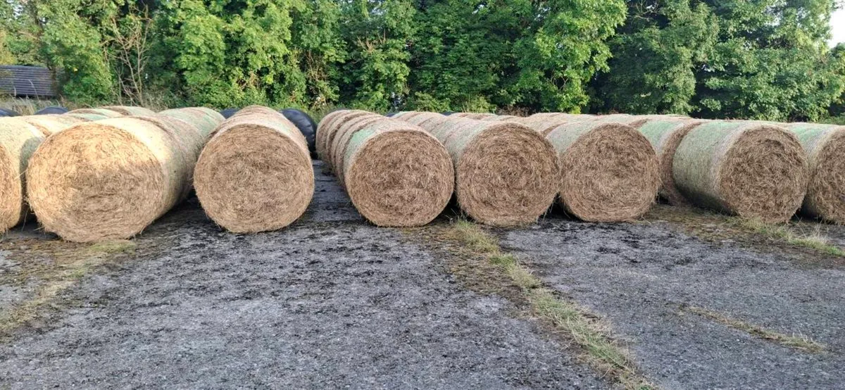 Hay for Sale - Image 2