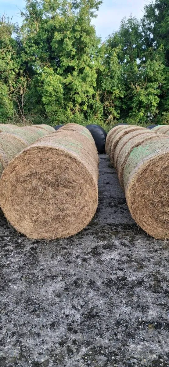 Hay for Sale - Image 3
