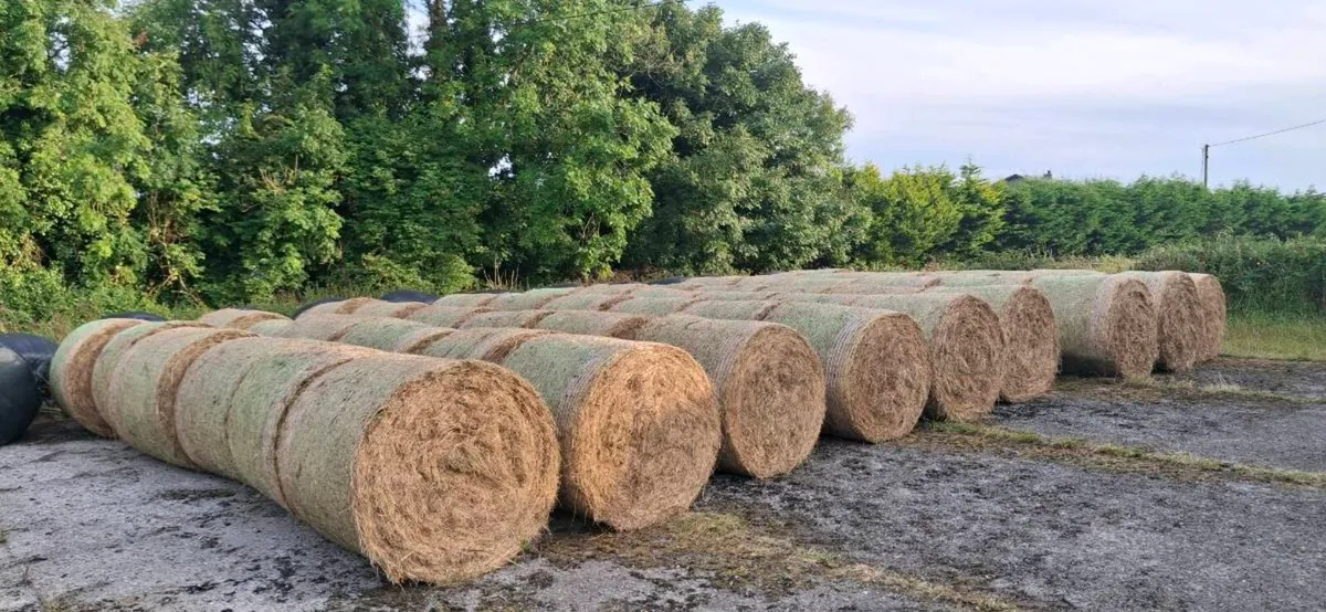 Hay for Sale - Image 1