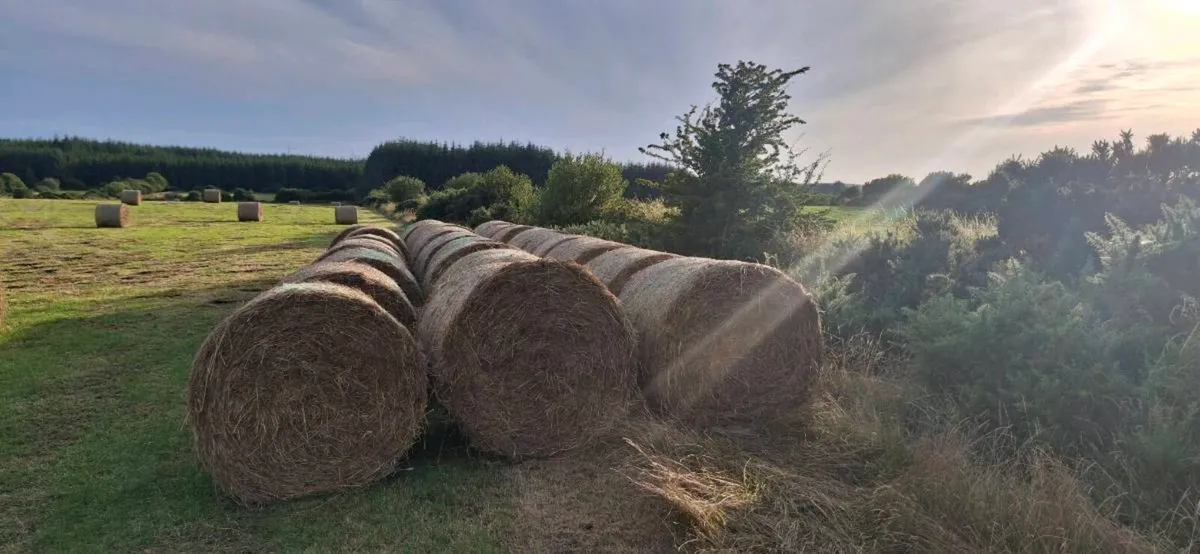 Hay for Sale - Image 4
