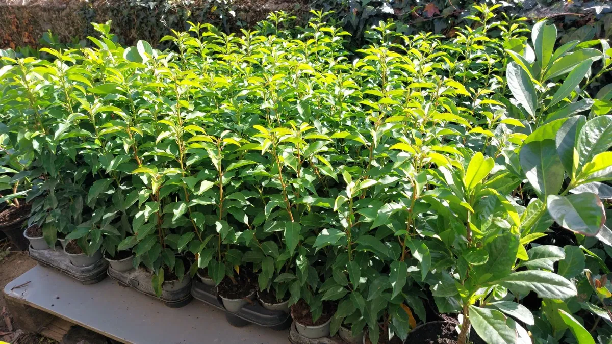 Portuguese Laurel - Image 1