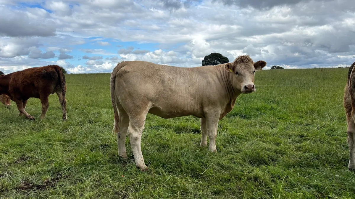 Top Quality Breeding Heifers - Image 3